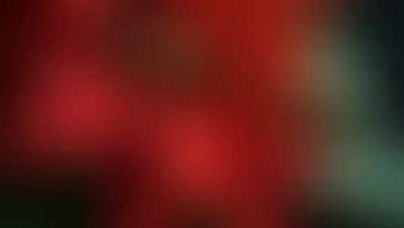 La Flor de Nochebuena: Historia, Tradición y su Importancia en las Fiestas Navideñas