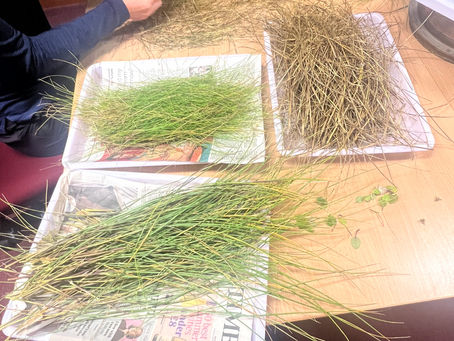 Fieldwork August 2025