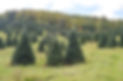 Christmas Tree Field