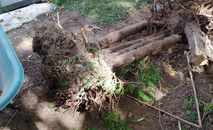 landscaper | landscaping | tree removal