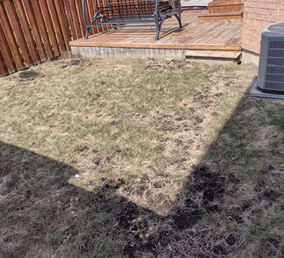grass overseeding