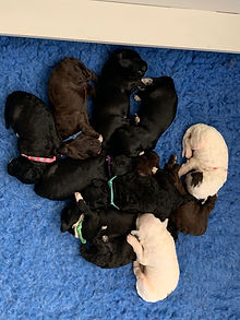 OndakinaHarvEdenPups.JPEG