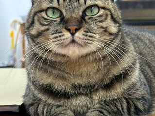 1月のお知らせ📢