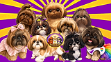 Scared Light Shih Tzu Family Portrait Logo (2).png