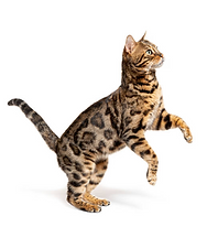 bengal kittens for sale texas