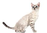 image_edited.png
