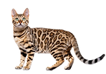 image_edited.png