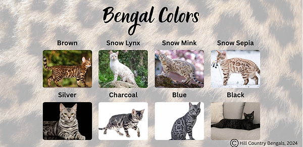 different bengal colors