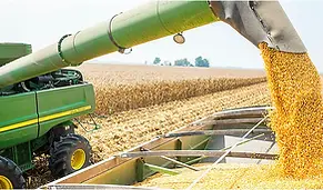 corn yield.webp