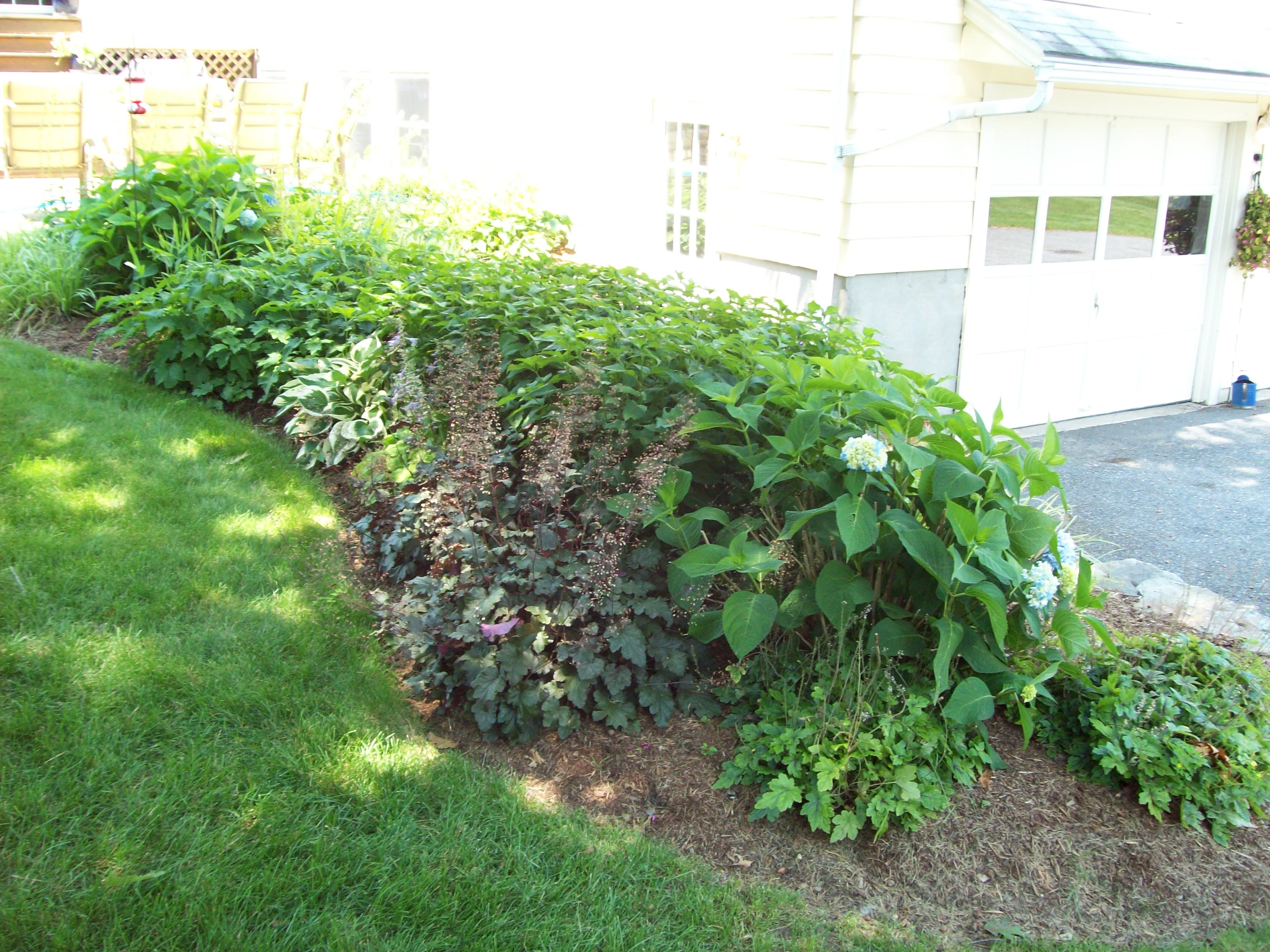 Perennial Shade Garden