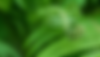 freepik__replicate-tender-fern-frond-unrolling-over-blurred__34235.png