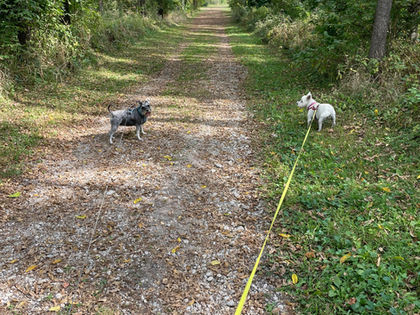 Walk into the wild side of the park