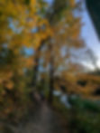 Singletrack trail