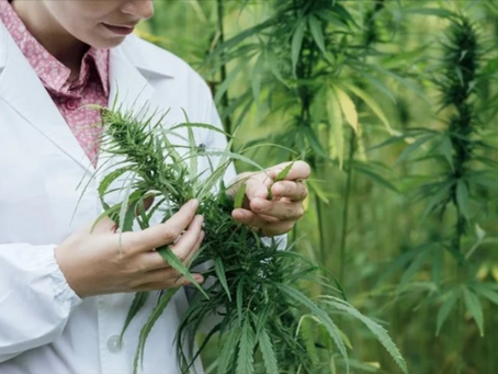 Cannabis compound inhibits SARS-CoV-2 replication in human lung cells
