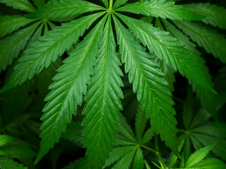Stop Censoring CBD