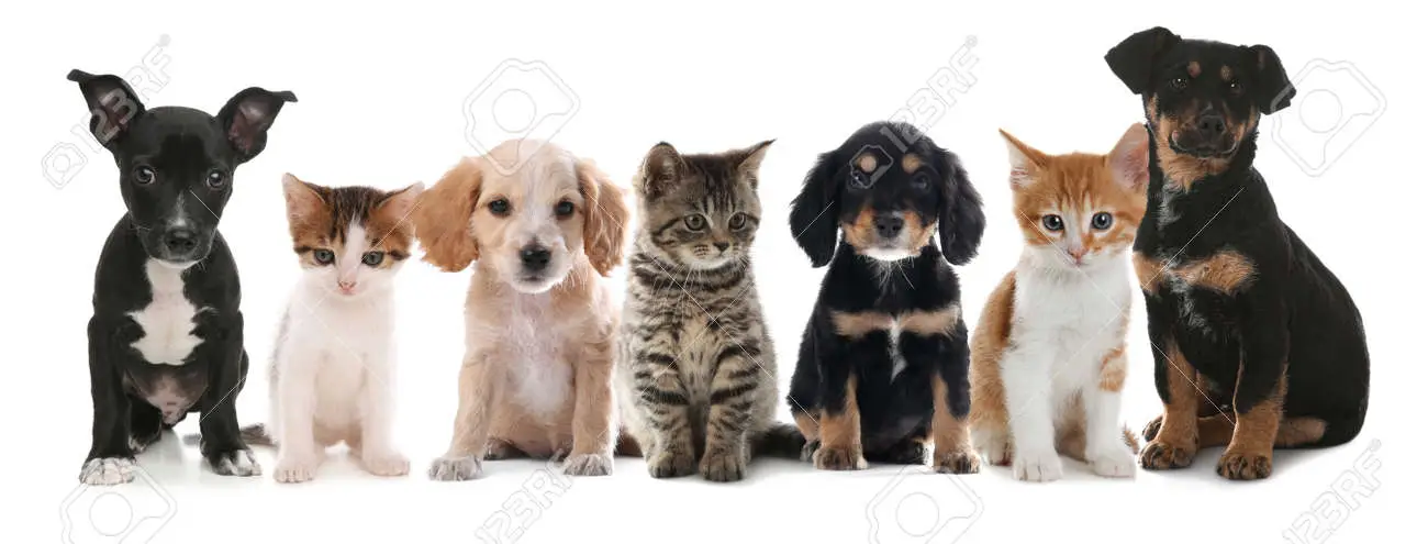 190381737-nette-hunde-und-katzen-auf-weißem-hintergrund-banner-design.webp