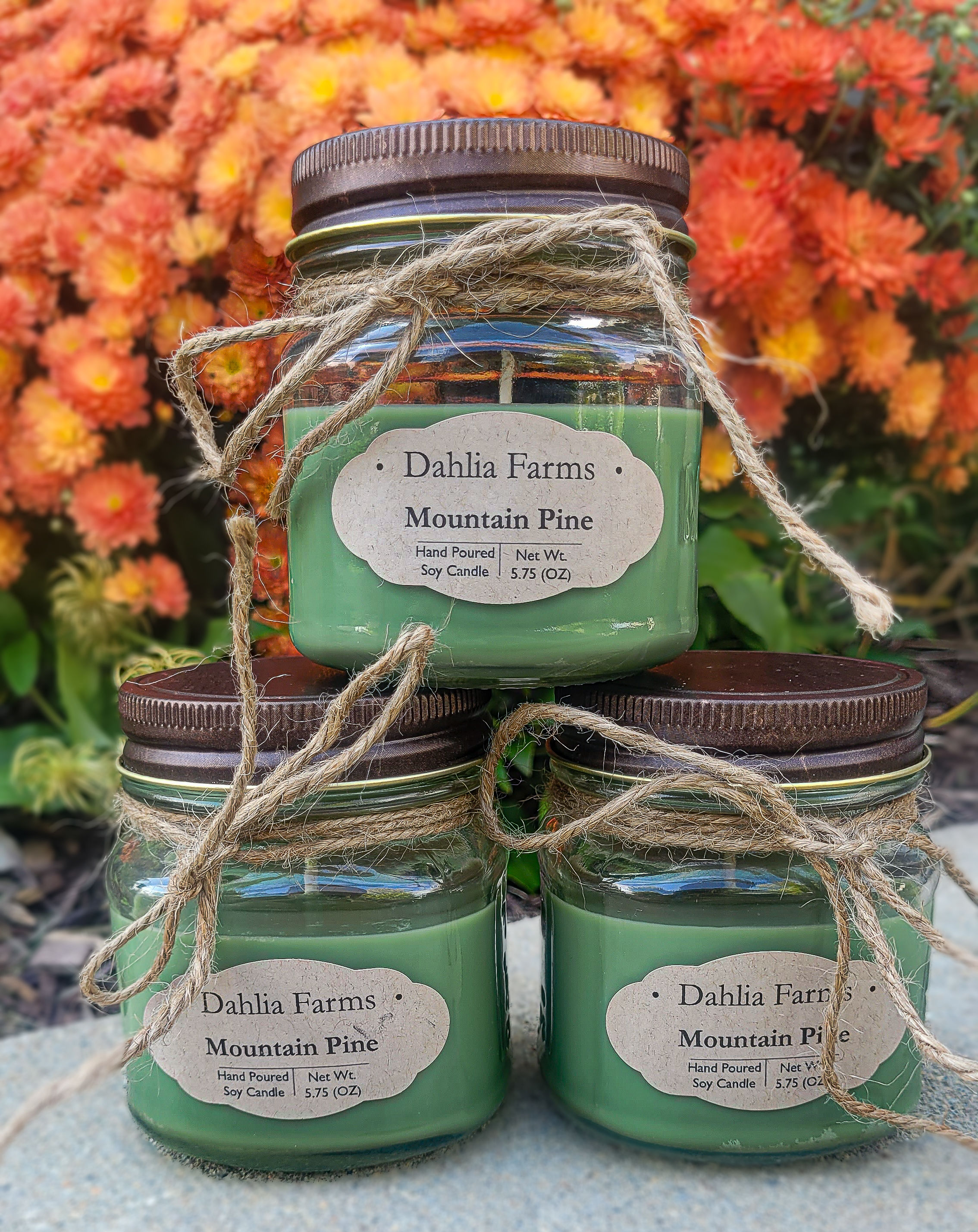 Mountain Pine 5.75oz Soy Candle