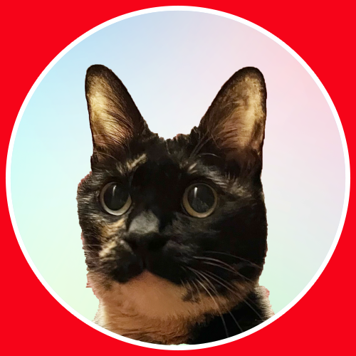 奥野光、保護猫、茶子