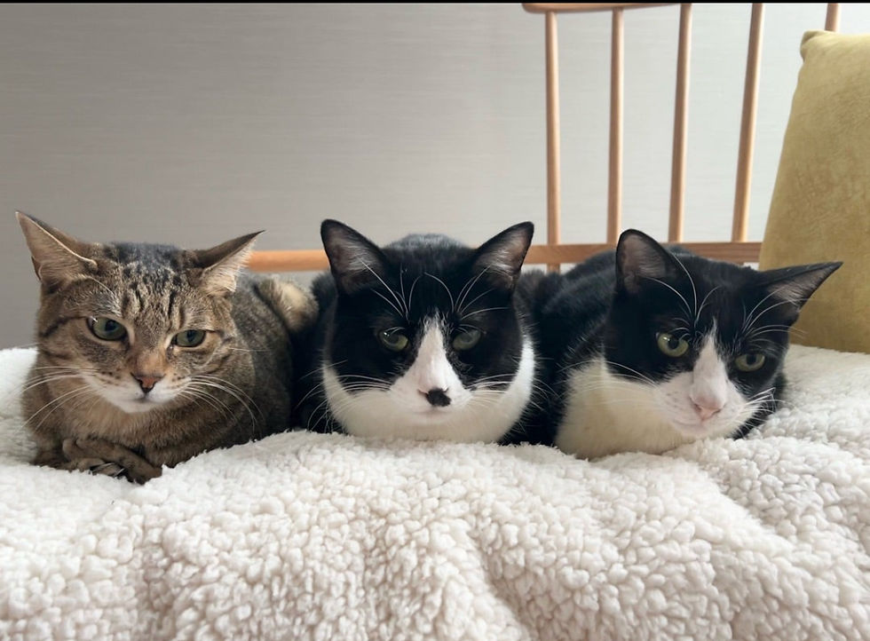 奥野光、保護猫、ヒグマ