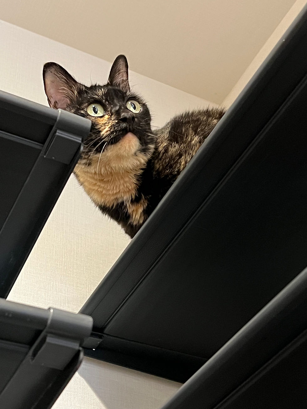 奥野光、保護猫、茶子