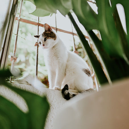 Qual a importância da primeira consulta para os Gatos?
