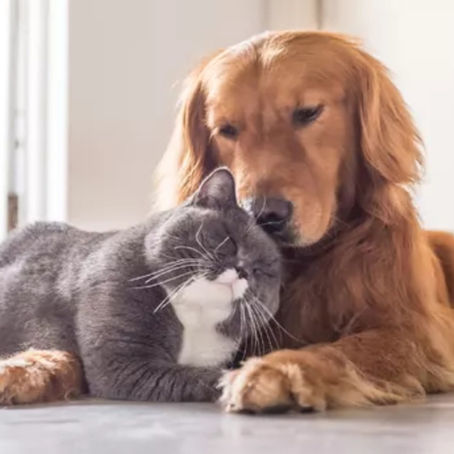 Seu PET pode ser um herói!