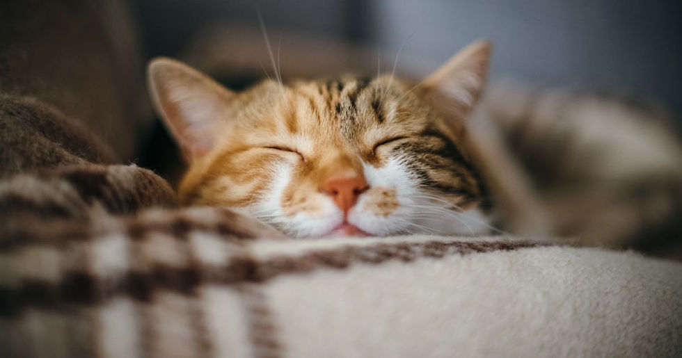 Por que os gatos dormem tanto? Por que os gatos dormem tanto?