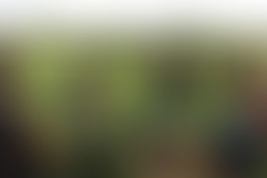 JAMAICA AND SCOTLAND WOMEN ANNOUNCE SQUADS FOR SENIOR INTERNATIONAL