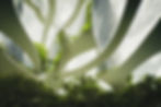 AdobeStock_540102782.jpeg