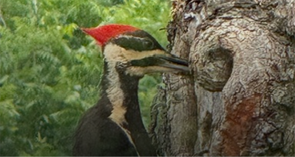 Bird Watching