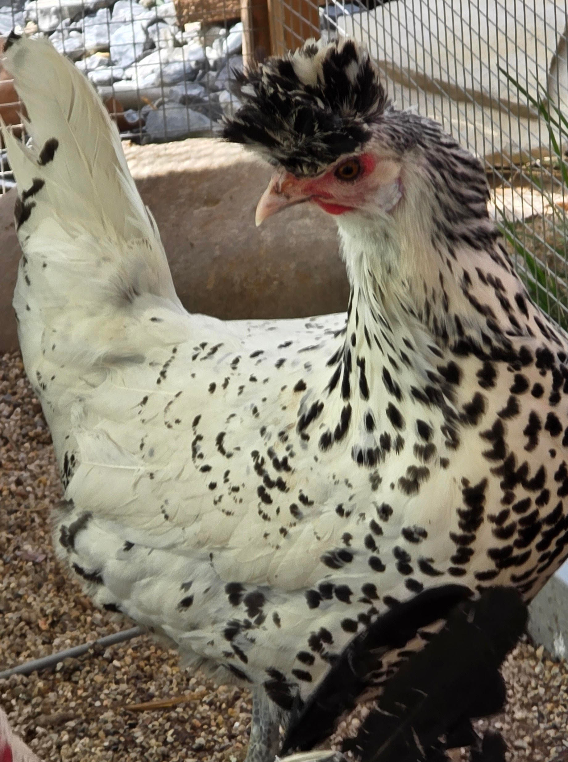 Appenzeller Spitzhauben Chickens