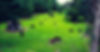 cattle 3.jpeg