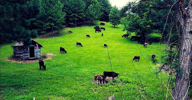 cattle 3.jpeg