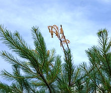 White-Pine-Weevil1 (1).jpg