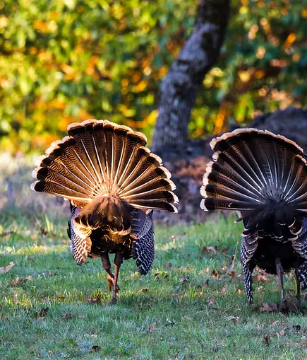 Missouri Turkey Hunt