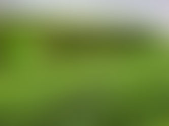 Cómo Elegir el Mejor Césped Artificial para Tu Proyecto: Consejos de SYNLawn