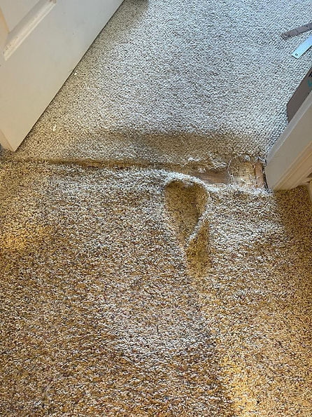 pet damage repair chilliwack
