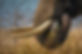 elephant tusks.jpg