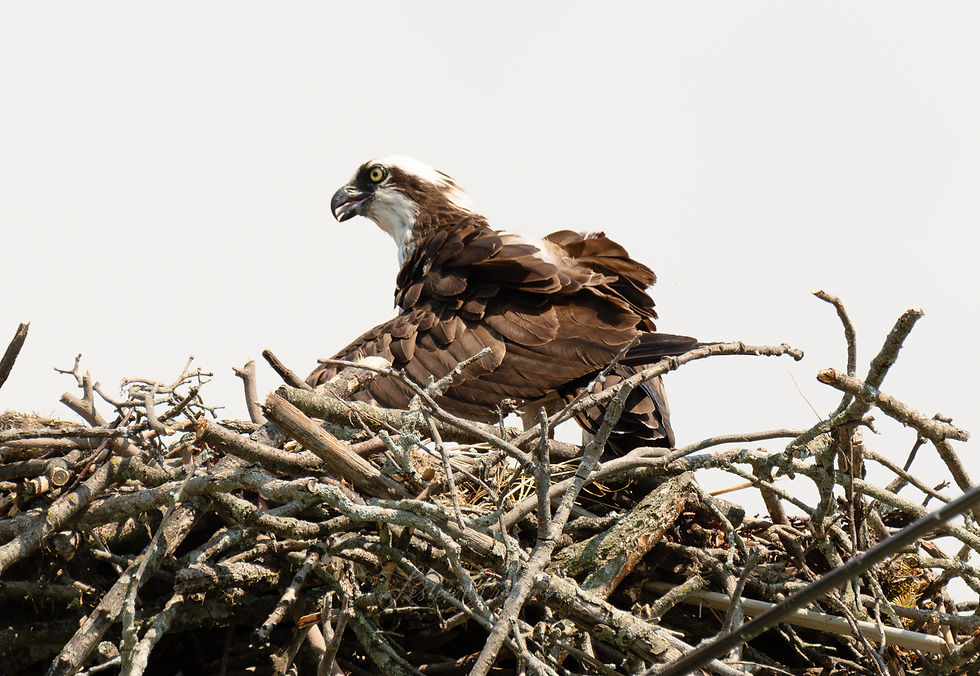 Osprey sitting in nest