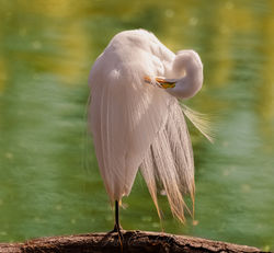Snowy Egret