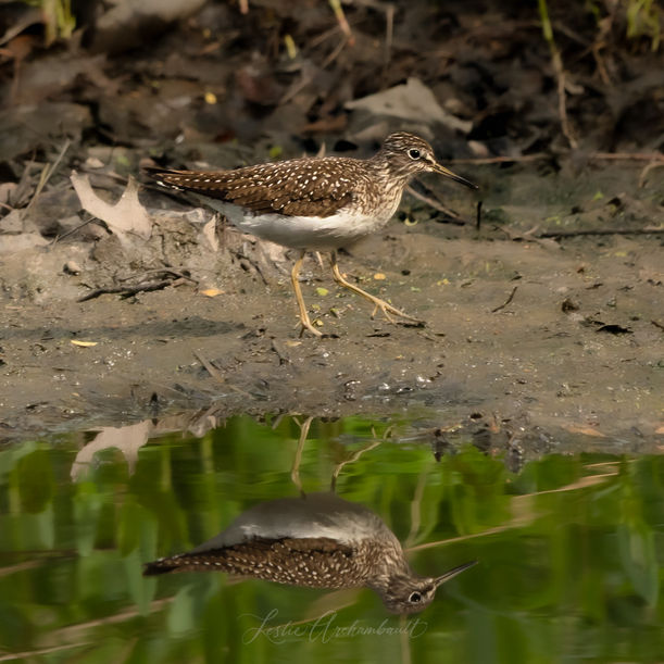Solitary Sandpiper walking with it;s reflection