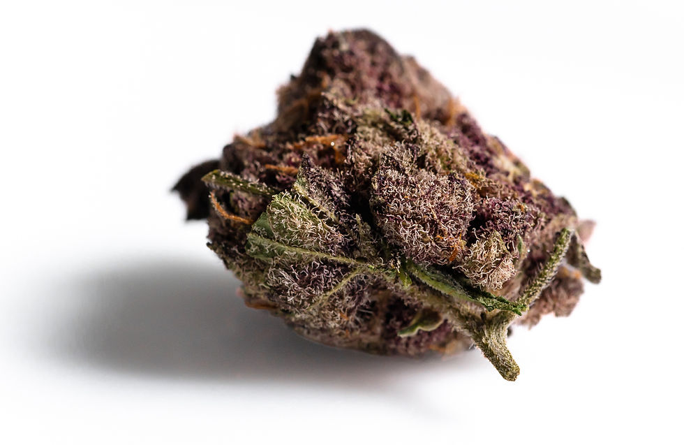Tropical cherry flower bud with trichomes