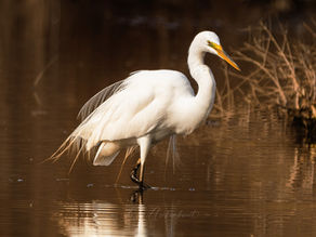 Bronx River Field Note No. 1: The Great Egret