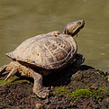 A snapping turtle sunning itself