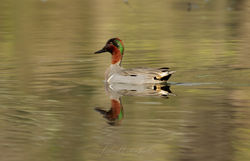 Male Green-Winged Teal