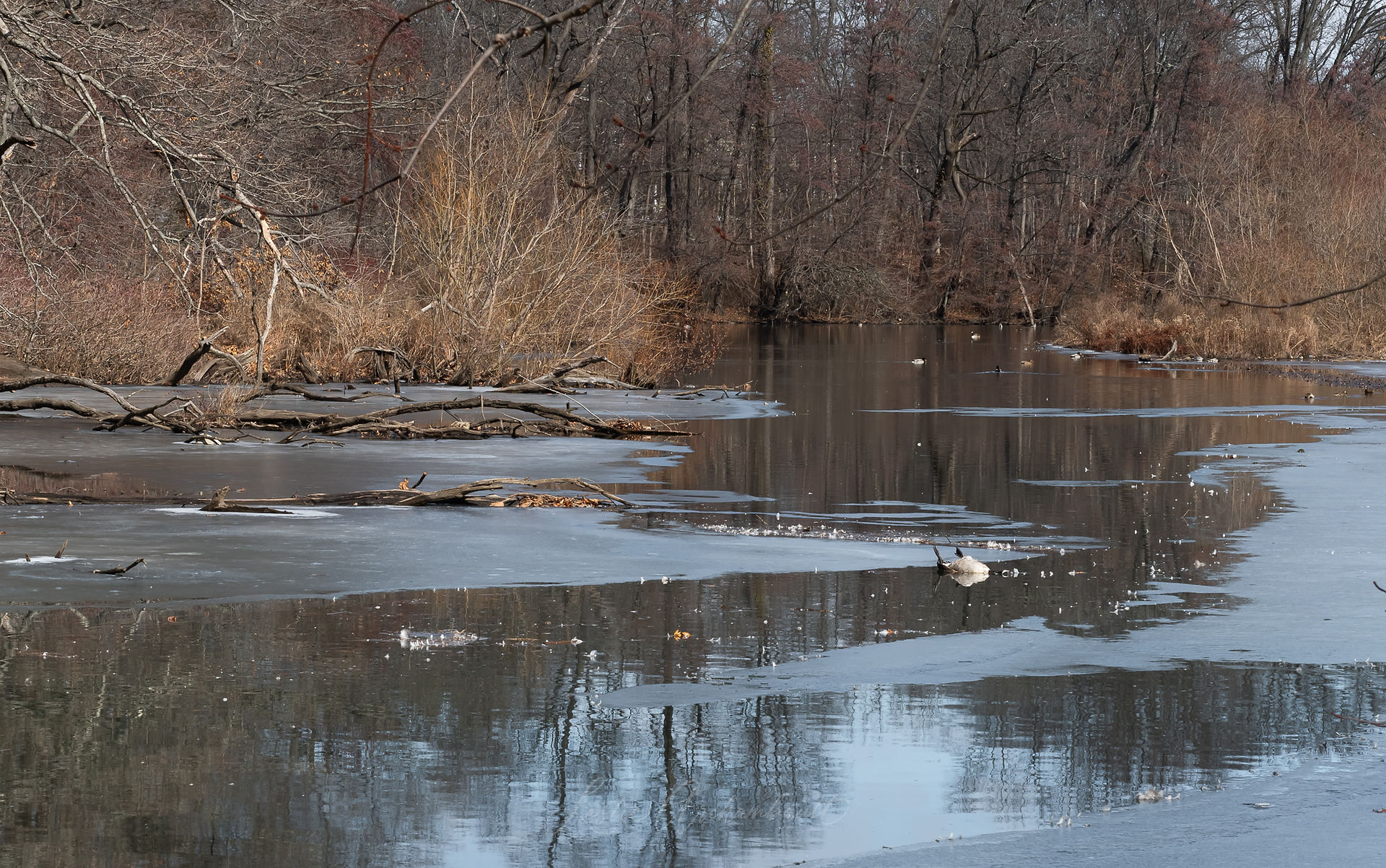 A dead goose in the water at Parkway Oval in Tuckahoe. Could it be from the bird flu?