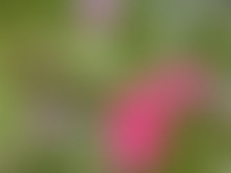 Praise the Lord: A Call to Gratitude in Every Circumstance