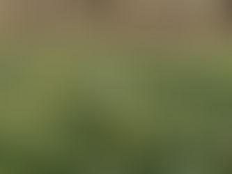 It’s Not Raining Rain To Me; It’s Raining Daffodils