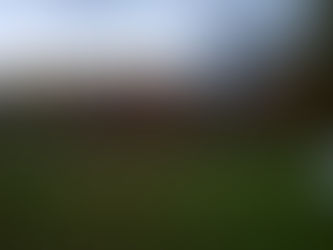 The Geese are on the Wing