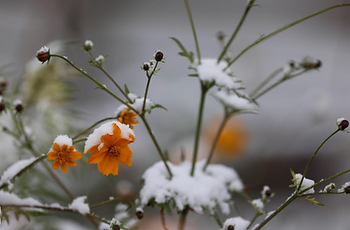 flower with snow on it